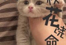 校花饶命免费阅读，校花饶命章节在线阅读-经典文学